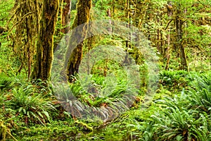 Hoh Rainforest in Olympic National Park, Washington, USA
