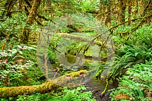 Hoh Rainforest in Olympic National Park, Washington, USA
