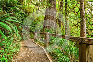 Hoh Rainforest of Olympic National Park, Washington, USA