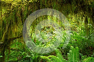 Hoh Rainforest of Olympic National Park, Washington, USA