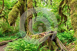 Hoh Rainforest of Olympic National Park, Washington, USA