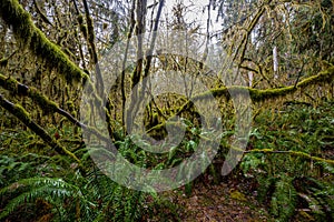 Hoh Rainforest, WA