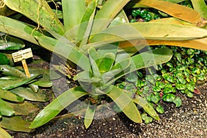 Hohenbergia Spinulosa plant in Saint Gallen in Switzerland