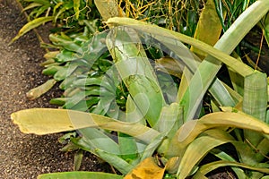 Hohenbergia Spinulosa plant in Saint Gallen in Switzerland