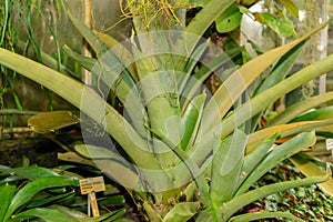 Hohenbergia Spinulosa plant in Saint Gallen in Switzerland