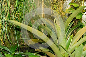 Hohenbergia Spinulosa plant in Saint Gallen in Switzerland