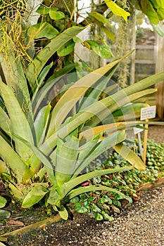 Hohenbergia Spinulosa plant in Saint Gallen in Switzerland