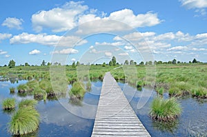 Hohes Venn,Moor,Eifel,Germany