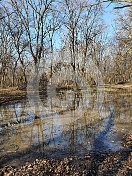 Hoia Baciu forest near Cluj-Napoca photo