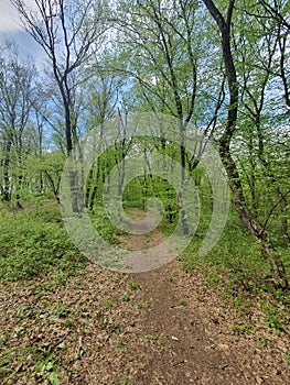 Hoia Baciu forest near Cluj-Napoca photo