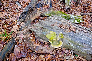 Hoia Baciu Forest. The World Most Haunted Forest photo