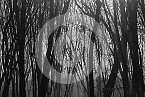 Hoia Baciu Forest - World Most Haunted Forest with a reputation for many intense paranormal activity and unexplained events.