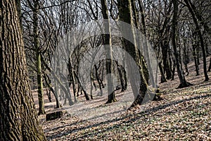 Hoia Baciu - Haunted Forest, Romania