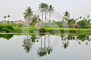 Hoian coconut tree 1