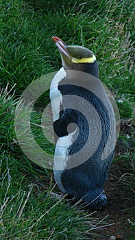 Hoiho Yellow-eyed Penguin