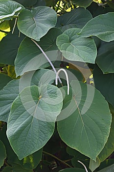 Hoja santa leaves and flowers photo