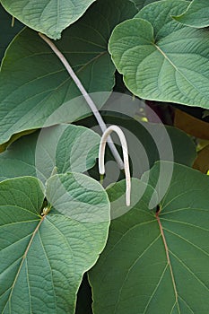 Hoja santa leaves and flowers photo