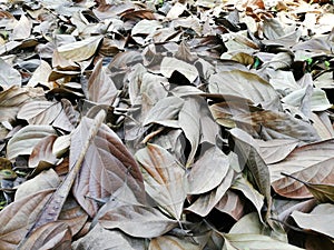Camino de hojas en otoÃÂ±o photo