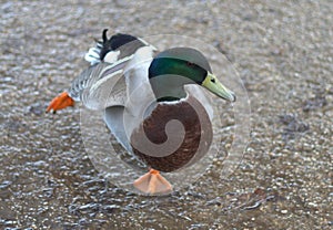 Hokey cokey duck. photo