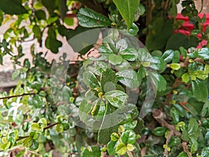 Hokianti tree (Ehretia microphylla) is a bush tree, the texture of the leaves is rough, thick, shiny green