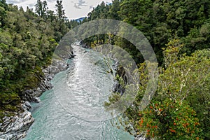 Hokitika River flowing to coast through steep Hokitika Gorge between rock sides and native forest and red rata flower