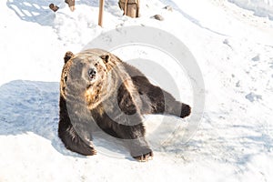 Hokkaido brown bear at Noboribetsu bear park during winter Japan