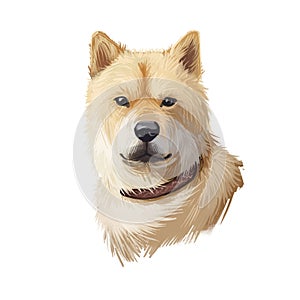 Hokkaido, Do-ken, Ainu-ken, Seta, Ainu dog, Hokkaido-Ken dog digital art illustration isolated on white background. Japan origin photo