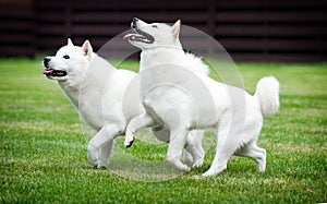 Hokkaido dogs on green grass