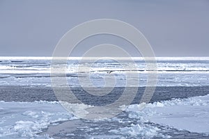 Haliaeetus albicilla flying over Drift ice in the offing of the Abashiri port, Hokkaido, Japan photo