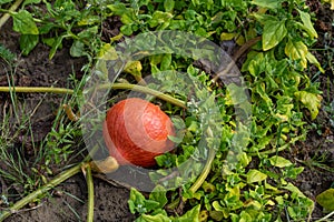 Hokkaido pumpkin, red kuri squash, Japanese squash, growing in full sun in garden photo
