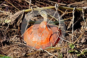 Hokkaido pumpkin or Red kuri squash thin skinned orange colored winter squash growing in local home garden ready for picking