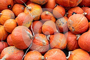 Uchiki Kuri squash or Hokkaido pumpkin is a round pumpkin with a strong orange, ribbed skin and the fruit fleece inside is also b photo