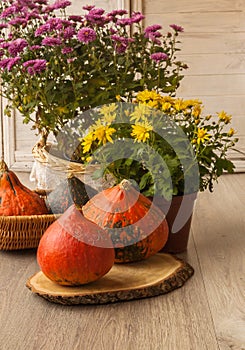 Hokkaido pumpkin and yellow chrysanthemums photo