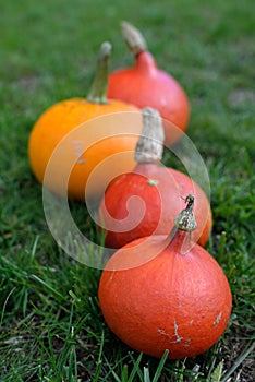 Hokkaido pumpkins in season