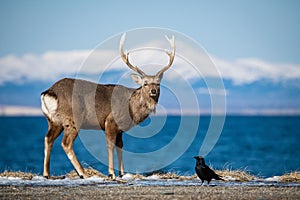 Hokkaido sika deer, Cervus nippon yesoensis