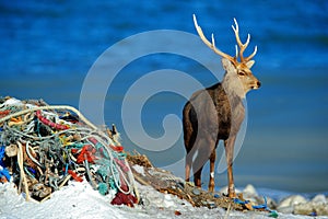 Hokkaido sika deer, Cervus nippon yesoensis, in the coast with dark blue sea, rope waste, animal with antler in the nature and urb