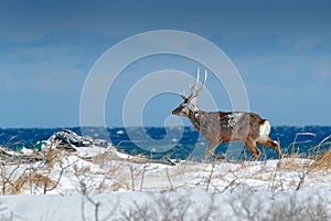 Hokkaido sika deer, Cervus nippon yesoensis, in snow meadow, blue sea with waves in background. Animal with antler in nature habit