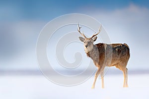 Hokkaido sika deer, Cervus nippon yesoensis, in the snow meadow, winter mountains and forest in the background, animal with antler