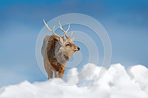 Hokkaido sika deer, Cervus nippon yesoensis, in snow meadow, winter mountains and forest in the background. Animal with antler in