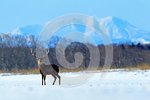 Hokkaido sika deer, Cervus nippon yesoensis, in the snow meadow, winter mountains and forest in the background, animal with antler photo