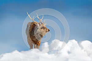 Hokkaido sika deer, Cervus nippon yesoensis, in snow meadow, winter mountains and forest in the background. Animal with antler in photo