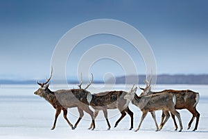 Hokkaido sika deer, Cervus nippon yesoensis, in snow meadow, winter mountains and forest in the background. Animal with antler in