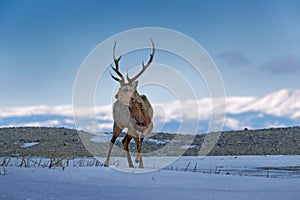 Hokkaido sika deer, Cervus nippon yesoensis, in snow meadow, winter mountains and forest in the background. Animal with antler in photo