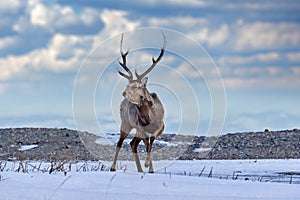 Hokkaido sika deer, Cervus nippon yesoensis, on snowy meadow, winter mountains in the background. Animal with antler in nature