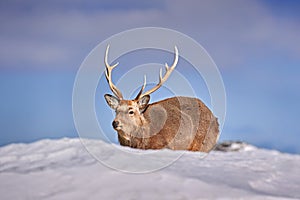 Hokkaido sika deer, Cervus nippon yesoensis, on snowy meadow, winter mountains in the background. Animal with antler in nature