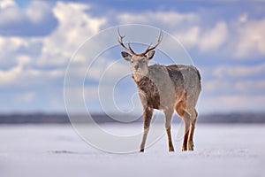 Hokkaido sika deer, Cervus nippon yesoensis, on snowy meadow, winter mountains in the background. Animal with antler in nature