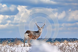 Hokkaido sika deer, Cervus nippon yesoensis, on snowy meadow, winter mountains in the background. Animal with antler in nature