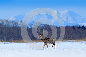 Hokkaido sika deer, Cervus nippon yesoensis, on the snowy meadow, winter mountains and forest in the background, animal with