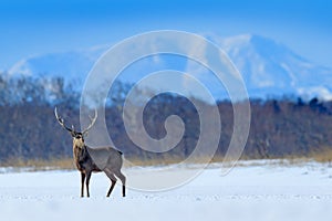 Hokkaido sika deer, Cervus nippon yesoensis, on the snowy meadow, winter mountains and forest in the background, animal with