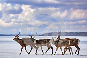 Hokkaido sika deer herd, Cervus nippon yesoensis, on snowy meadow, winter mountains in the background. Animal with antler in